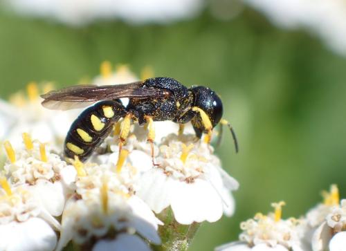 Réf. 296 732 : Lestica clypeata